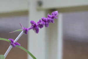 salvia shrub Salvia shrub