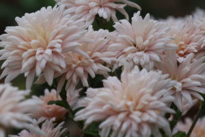 Chrysanthemum Avignon Pink