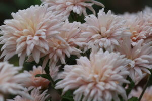 Chrysanthemum Avignon Pink Chrysanthemum Avignon Pink