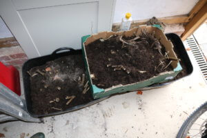 Dahlias in boxes in shed