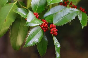 The Chestnut Holly Ilex koehneana The Chestnut Holly Ilex koehneana