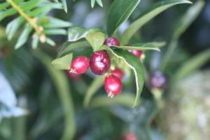 Sarcococca confusa berries Sarcococca confusa berries