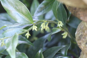 Sarcococca confusa flowers