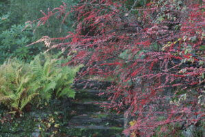 Cotoneaster horizontalis Cotoneaster horizontalis