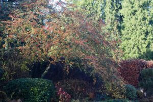 Cotoneaster cornubia Cotoneaster cornubia