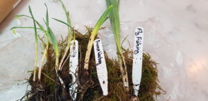 Mail-order snowdrops Mail-order snowdrops