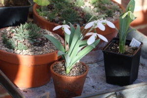Galanthus snowdrop Helen Tomlinson