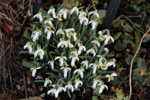 A clump of Galanthus Elfin