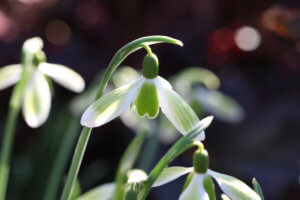 Galanthus snowdrop Green Tear