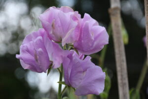 Sweet Pea 'Ethel Grace' Sweet Pea Ethel Grace