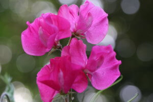 Sweet Pea 'Milly' Sweet Pea 'Milly'
