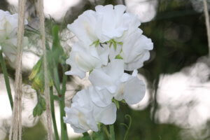 Sweet Pea timeless Sweet Pea Timeless