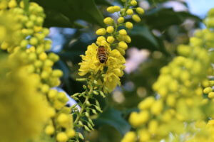 mahonia