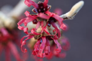 Witch hazel flower - hamamelis intermedia Diana