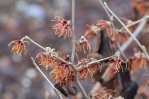Hamamelis x intermedia 'Jelena'
