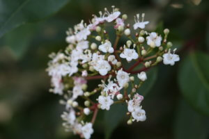 Viburnum tinus