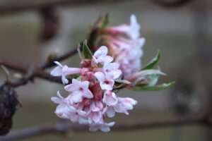 Viburnum x bodnantense
