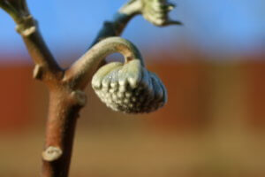 Edgeworthia chrysantha bud
