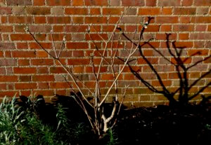Edgeworthia chrysantha