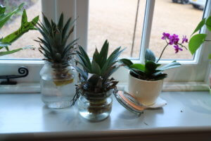 How to grow pineapple tops Pineapple tops