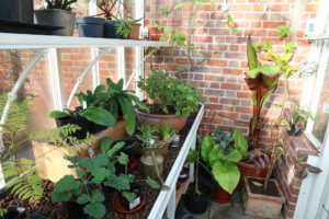 greenhouse in winter greenhouse in winter