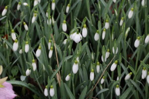 Snowdrop galanthus Tubby Merlin