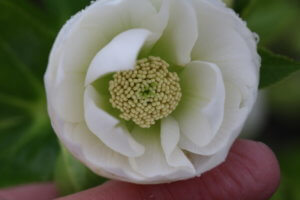 White hellebore
