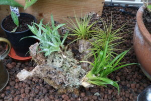 Air plant display