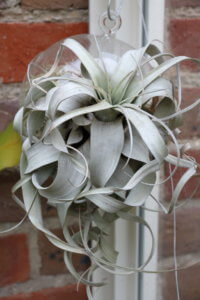 Tillandsia xerographica