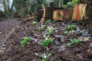 Primula vulgaris English primroses planted in a bank