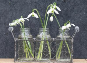 Galanthus flore pleno, elwesii and nivalis Galanthus flore pleno, elwesii and nivalis