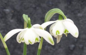 Double snowdrop 'Flore pleno'