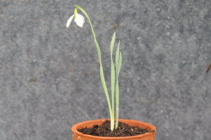 Snowdrop galanthus gracilis