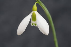 Snowdrop galanthus gracilis