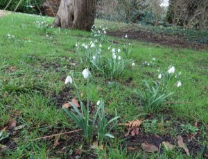 Galanthus elwesii in grass