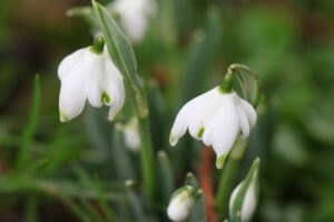 Double snowdrop Galanthus flore pleno