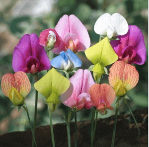 Species sweet peas Species sweet pea - spangles collection