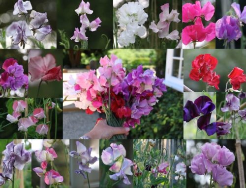 Choosing sweet peas for colour, scent and structure