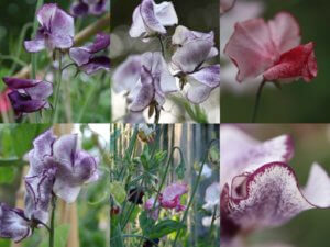 flake sweet peas