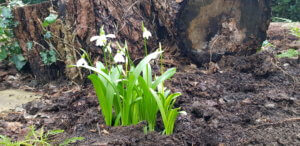 Galanthus woronowii ex Habsburg