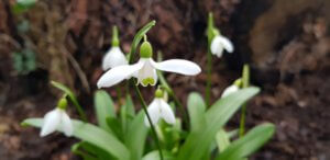 Galanthus woronowii ex Habsburg