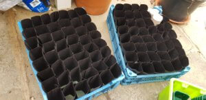 Sweet pea tubes