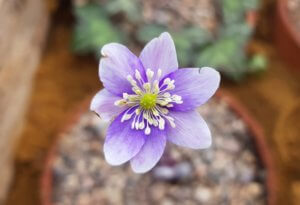 Hepatica acutiloba x Hepatica nobilis Hepatica acutiloba x Hepatica nobilis