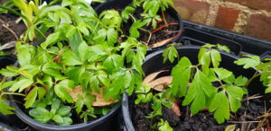 Wood anemones