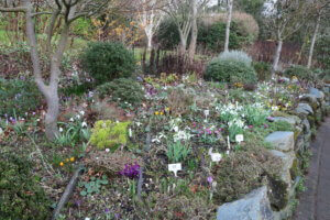 Snowdrop garden