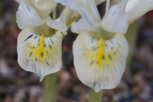 Iris reticulata Katharine's Gold