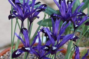 Iris reticulata Blue Note