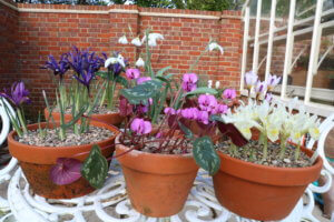 Spring bulbs