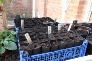 Sweet pea tubes