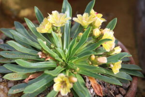 Lewisia Ashwood Carousel Hybrid